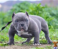 american pit bull puppy posted by Exotic Bully